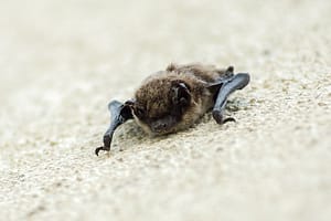 bat on wall